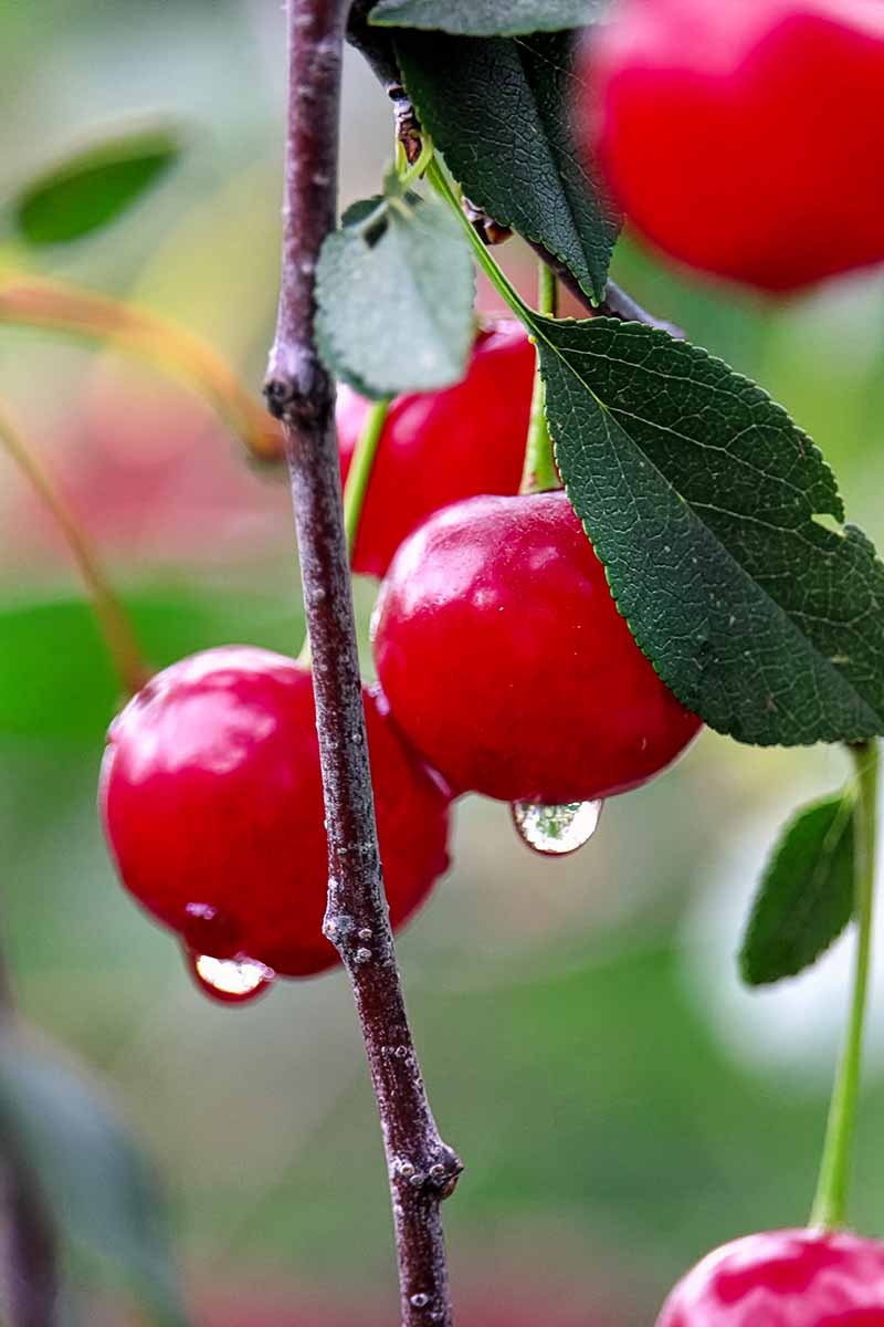 Una imagen vertical de cerca de algunas cerezas rojas maduras que cuelgan de la rama de un árbol, el color vibrante de la fruta contrasta con el follaje verde oscuro.  Las gotas de agua gotean de las frutas que se muestran en un fondo verde de enfoque suave.