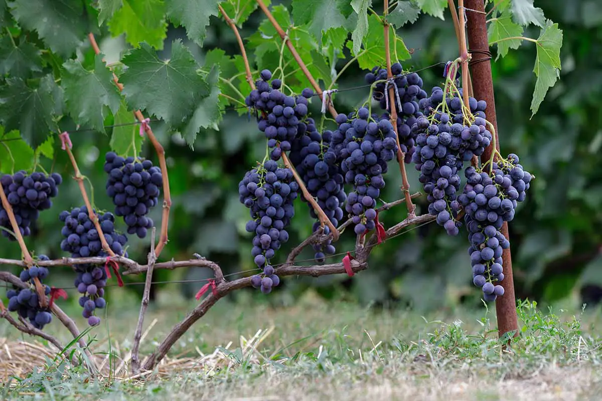 Una imagen horizontal de primer plano de racimos de uvas rojas maduras que crecen en la vid listas para la cosecha.