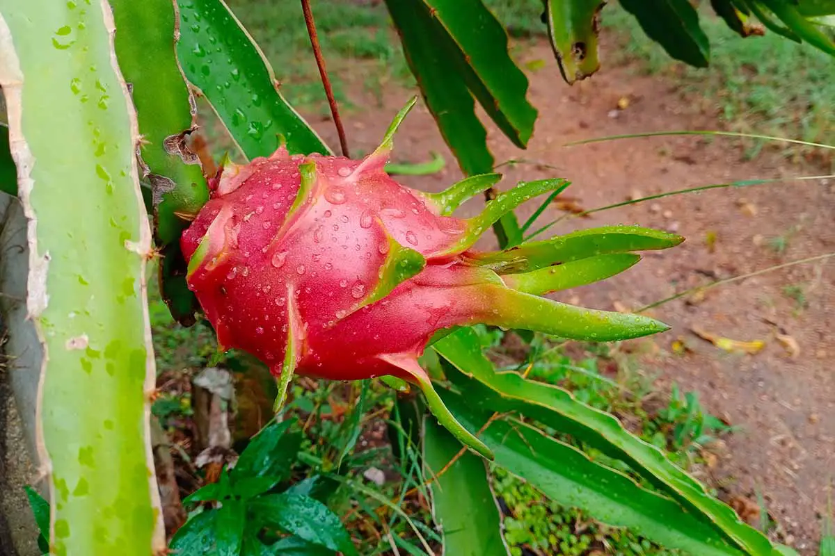 Una imagen horizontal de cerca de una fruta de dragón madura de piel rosada que crece en el jardín lista para la cosecha.