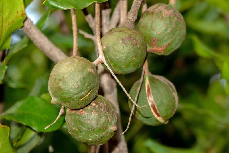 Un racimo de nueces de macadamia maduras colgando de una rama.