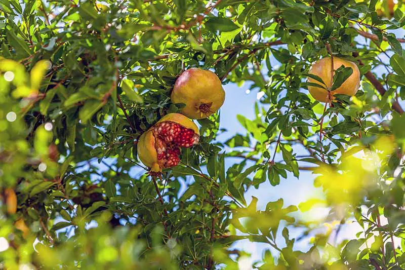Una imagen horizontal de cerca de frutos maduros de Punica granatum que han comenzado a abrirse antes de la cosecha en un fondo de cielo azul.