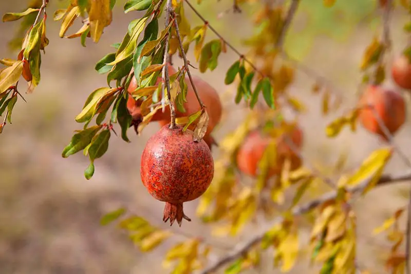 Una imagen horizontal de primer plano de granadas colgando de las ramas de un árbol en un fondo de enfoque suave.