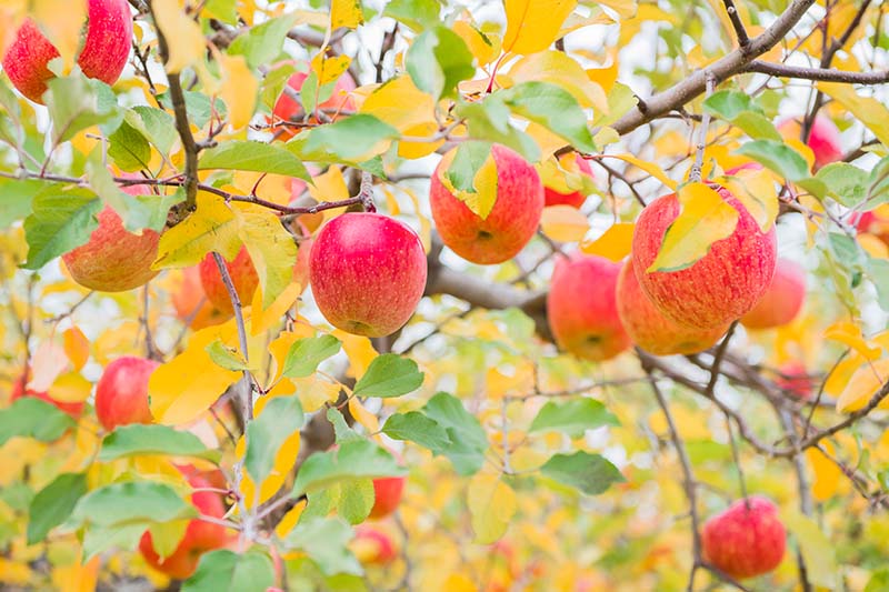 Una imagen horizontal de cerca de frutos rojos maduros listos para cosechar en un árbol con hojas verdes y naranjas.