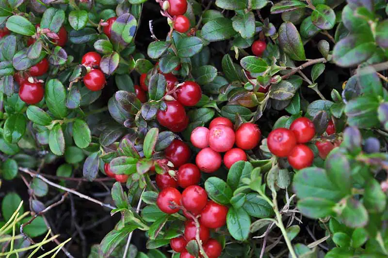 Una imagen horizontal de primer plano de una planta de Vaccinium macrocarpon cargada de frutos rojos brillantes y follaje verde oscuro que crece en el jardín.
