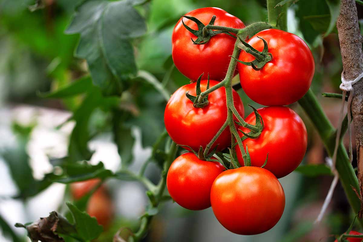 Una imagen horizontal de primer plano de tomates rojos maduros que crecen en la vid representada en un fondo de enfoque suave.