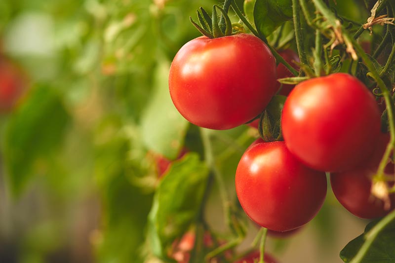 Un primer plano de tomates rojos maduros colgando de la vid sobre un fondo de enfoque suave.