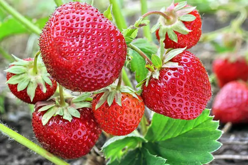 Un primer plano de fresas maduras de color rojo brillante que crecen en la planta en el jardín, con follaje verde brillante, desvaneciéndose a un enfoque suave en el fondo.