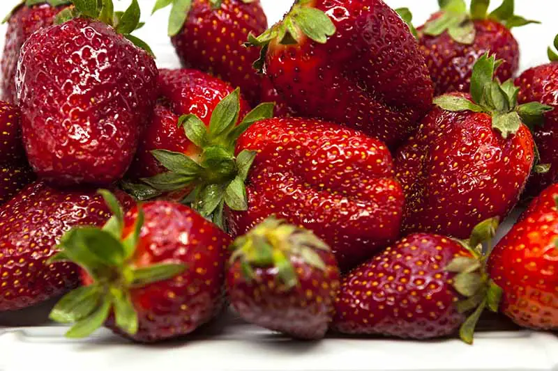 Un primer plano de fresas maduras de color rojo oscuro sobre un fondo blanco.