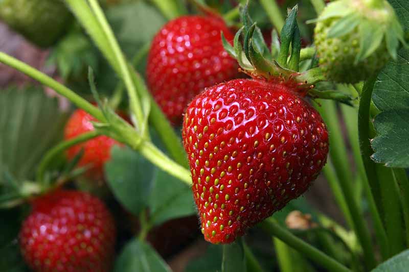 Un primer plano de fresas maduras de color rojo brillante que contrastan con el follaje verde claro bajo el sol en un fondo de enfoque suave.