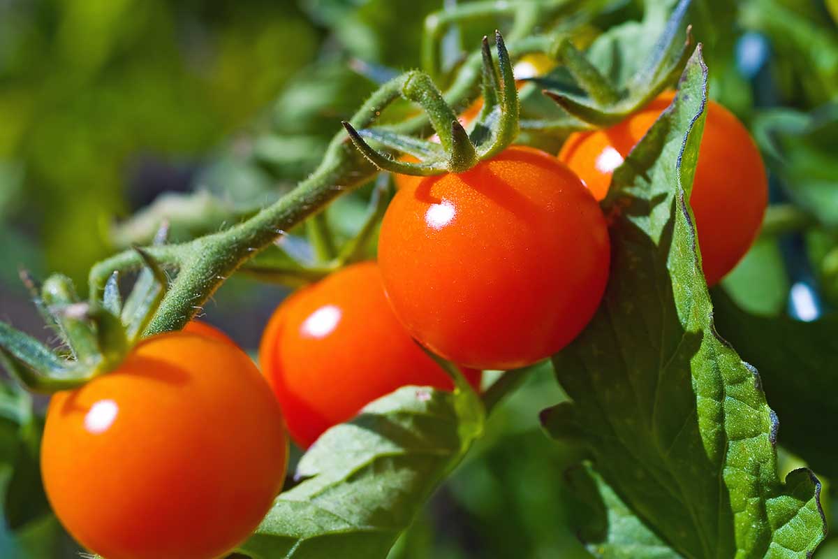 Una imagen horizontal de primer plano de tomates rojos maduros representados en la vid bajo el sol brillante sobre un fondo de enfoque suave.