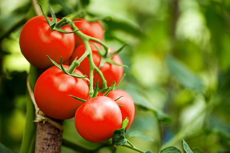 Un primer plano de tomates maduros que crecen en la vid listos para la cosecha, fotografiados a la luz del sol sobre un fondo de enfoque suave.
