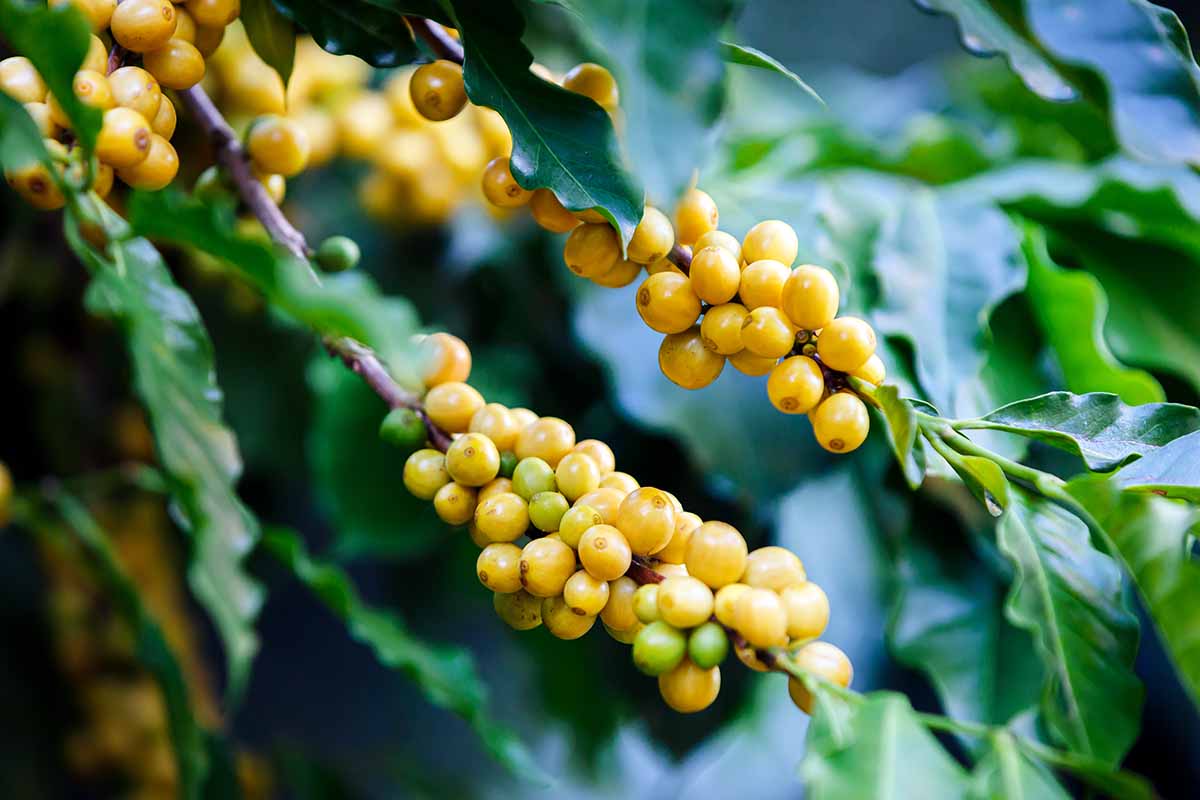 Una imagen horizontal de primer plano de los frutos amarillos maduros de la planta de café Bourbon, representada en un fondo de enfoque suave.
