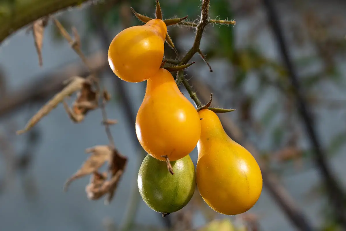 Una imagen horizontal de primer plano de tomates 'Yellow Pear' maduros e inmaduros que crecen en el jardín representados en un fondo de enfoque suave.