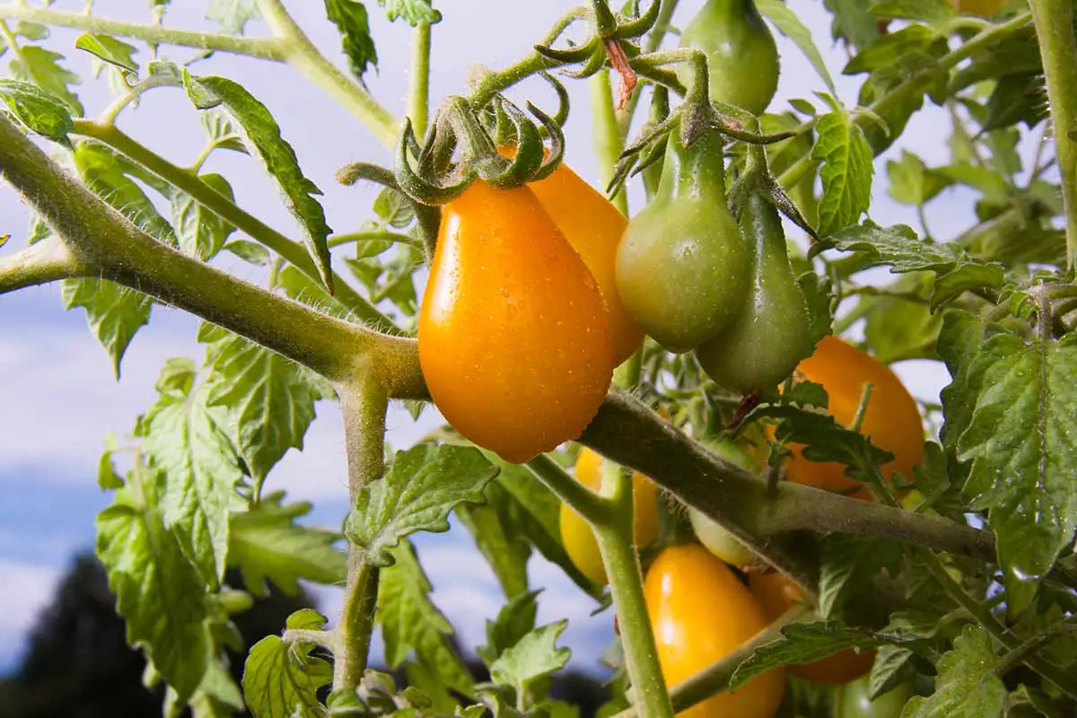 Una imagen horizontal de primer plano de tomates amarillos que maduran en la vid en un fondo de cielo azul.