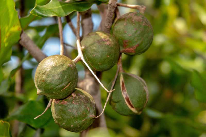 Imagen horizontal de una rama de árbol cargada de nueces de macadamia maduras con cáscara partida.