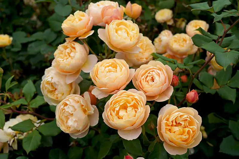 Una imagen horizontal de primer plano de las flores naranjas 'Roald Dahl' que crecen en el jardín.