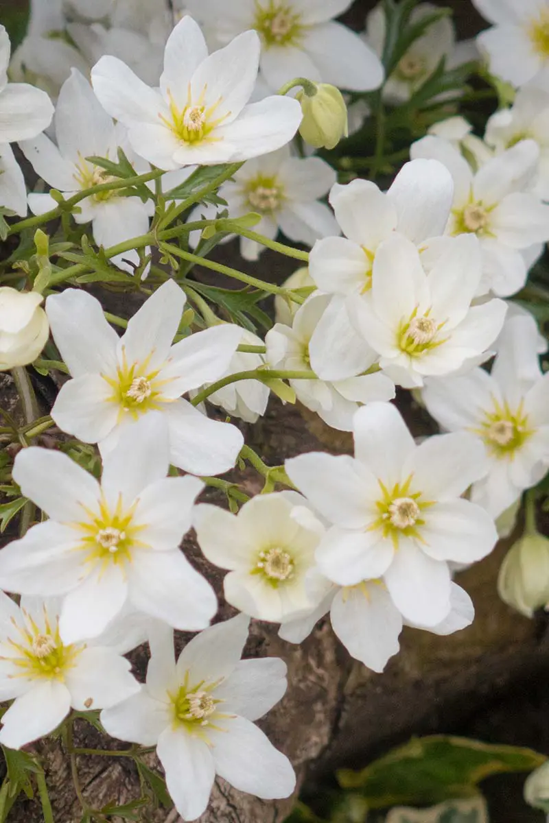 Una imagen vertical de cerca de las flores blancas de 'Avalanche' que crecen en el jardín.