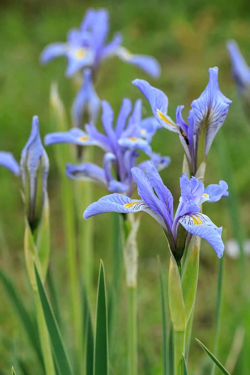 Una imagen vertical de primer plano del iris nativo de la bandera azul que crece en el jardín de primavera.