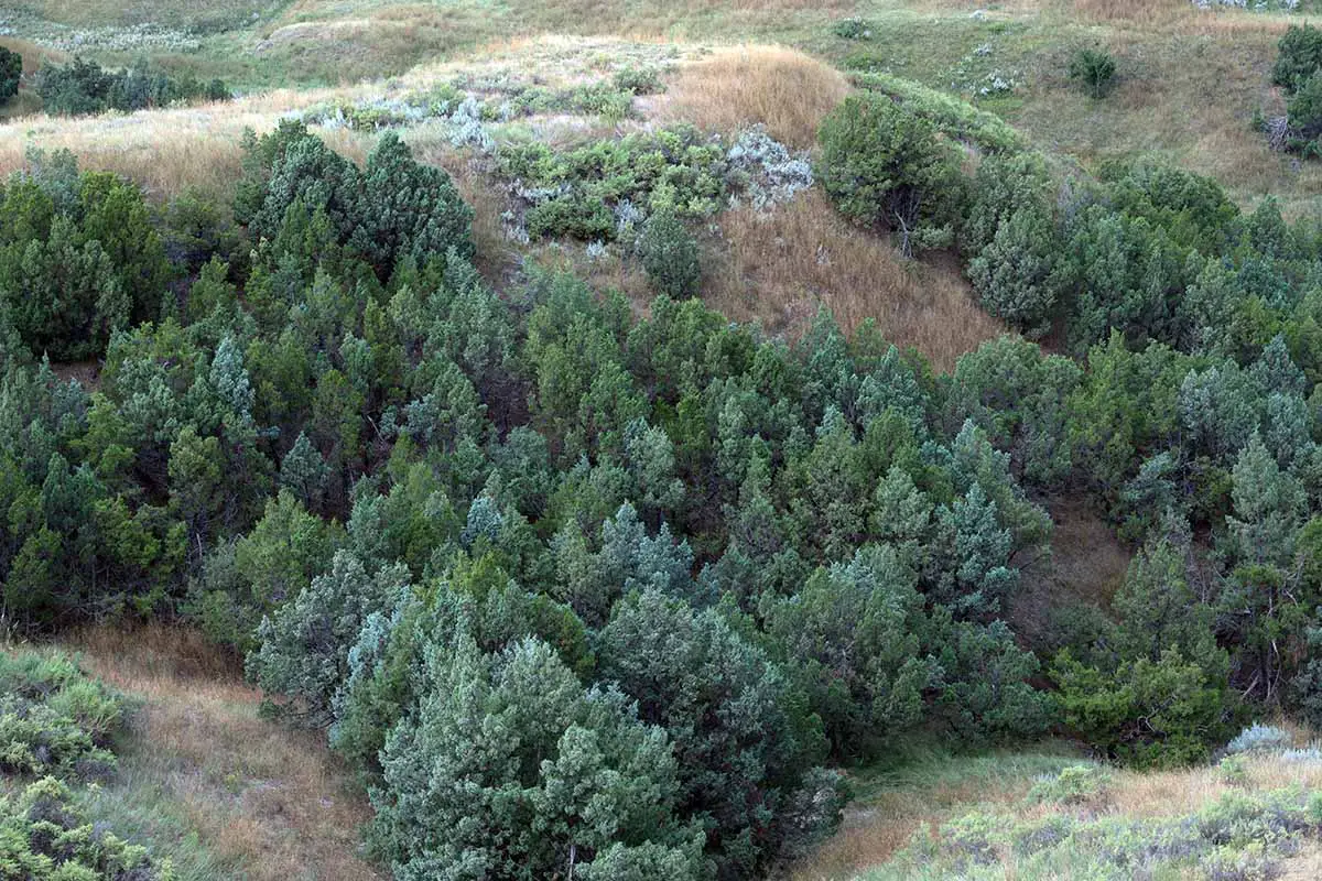 Una imagen horizontal de árboles de enebro de las montañas rocosas (Juniperus scopulorum) que crecen en un valle.