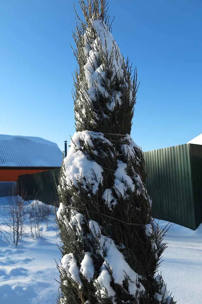 Una imagen vertical de cerca de un enebro de las Montañas Rocosas (Juniperus scopulorum) cubierto de nieve en invierno.