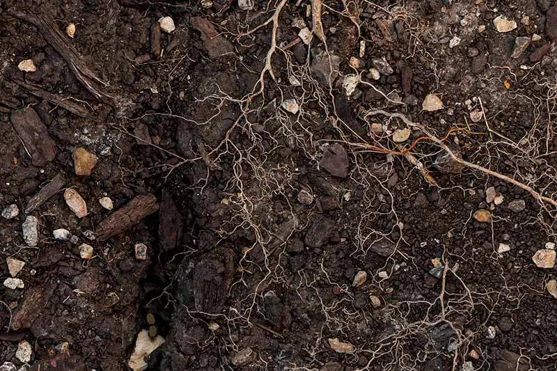 Un primer plano de tierra rica y oscura con piedras y raíces que deben limpiarse antes de plantar vegetales.