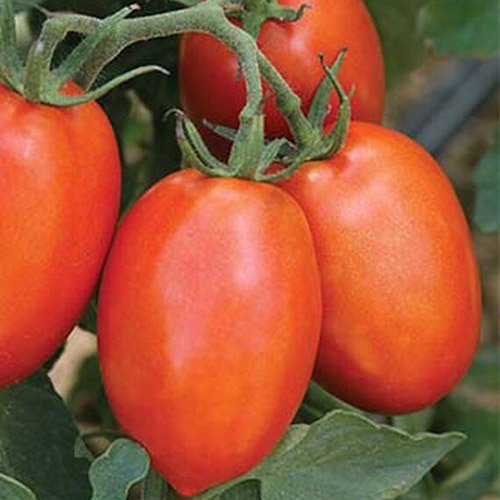 Un primer plano de tomates maduros de forma oblonga, de color rojo brillante, que crecen en el jardín en la vid, con follaje en un enfoque suave en el fondo.
