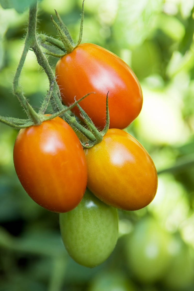 Una imagen vertical de primer plano de tomates maduros e inmaduros en la vid, creciendo en el jardín, fotografiada con luz solar filtrada sobre un fondo de enfoque suave.