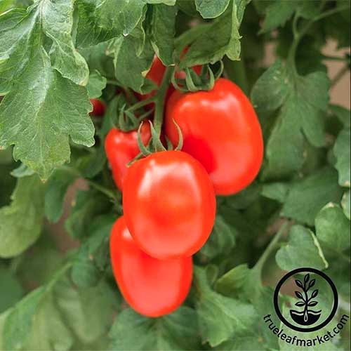 Un primer plano de tomates maduros de color rojo brillante que crecen en la vid en el jardín de verano, con follaje en un enfoque suave en el fondo.  En la parte inferior derecha del marco hay un logotipo circular negro con texto.