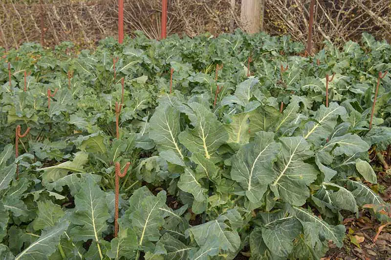 Una imagen horizontal de filas de brócoli romanesco que crece en el huerto.