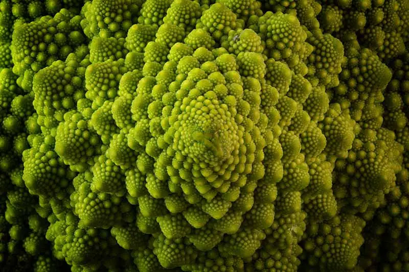 Una imagen horizontal de arriba hacia abajo de una cabeza de brócoli romanesco que se desvanece en un enfoque suave en el fondo.