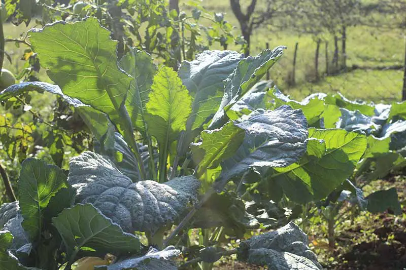 Una imagen horizontal de cerca del brócoli romanesco que crece en el jardín.