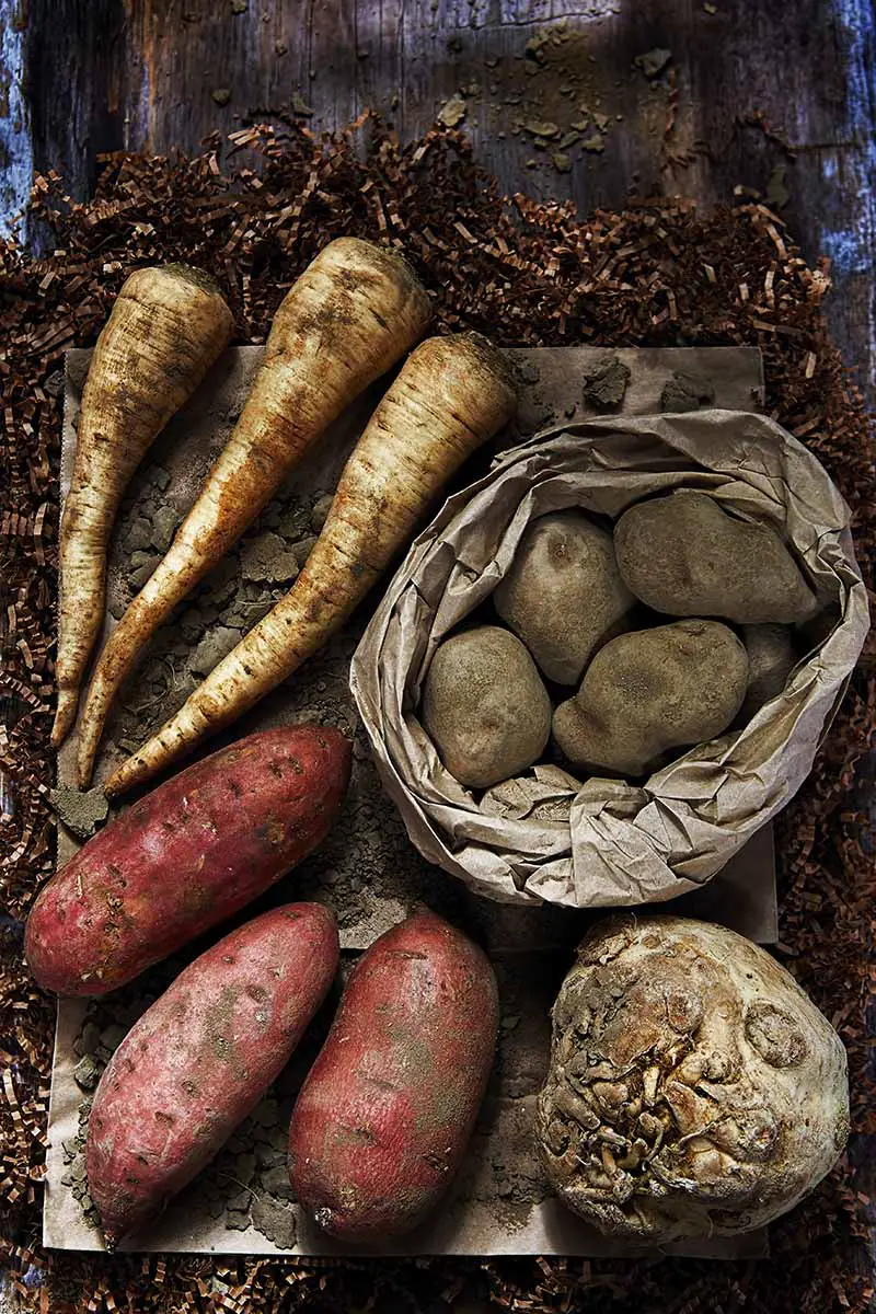 Una imagen vertical de primer plano de tubérculos, chirivías, papas y apionabos cosechados en el jardín y colocados en un sótano para su almacenamiento.