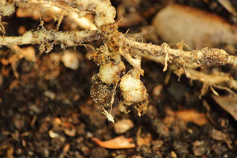 Una imagen horizontal de primer plano de una raíz de una planta que muestra daños por nematodos agalladores.
