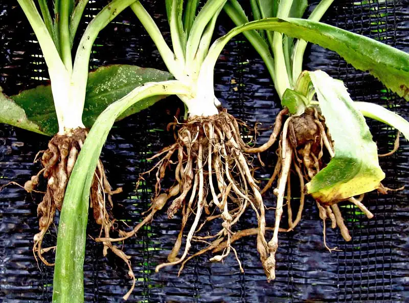 Una imagen horizontal de primer plano de tres plantas arrancadas del suelo que muestra nódulos en las raíces compatibles con una infección por nematodos.