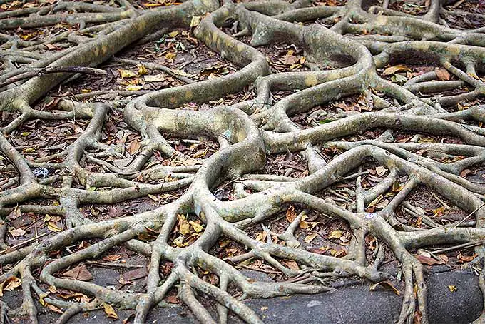 El estrés de la raíz puede provocar la desaparición de la parte superior de un árbol |  