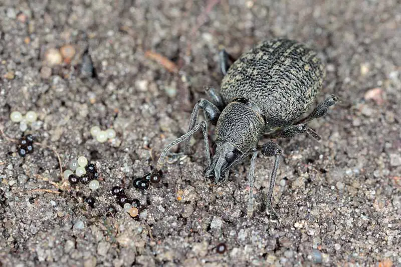Una imagen horizontal de primer plano de un gorgojo de raíz adulto en el suelo con sus huevos a su alrededor.