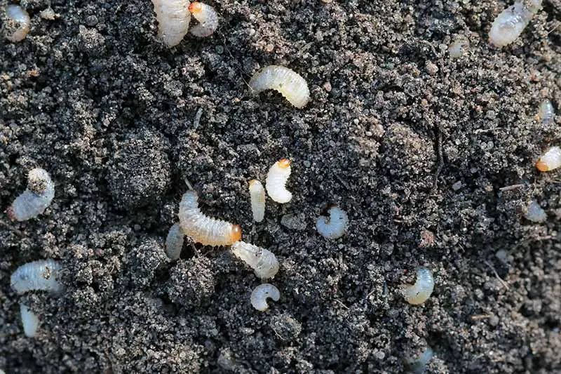 Una imagen horizontal de primer plano de una gran cantidad de larvas de gorgojo de la raíz en la superficie del suelo.