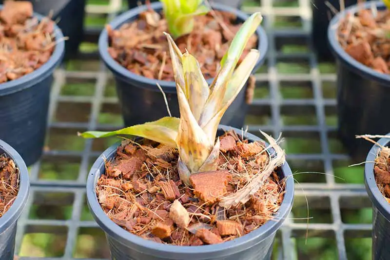 Un primer plano de una planta de bromelia que sufre de pudrición de raíz y tallo.