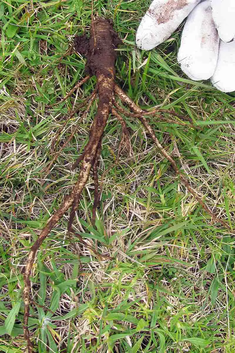 Una imagen vertical de una mano enguantada en la parte superior derecha del marco que apunta a una raíz de la planta de encaje de la reina Ana que ha sido excavada en el suelo y colocada en un césped cubierto de hierba.  La raíz está cubierta de tierra y muestra una raíz pivotante larga distintiva con raíces secundarias leñosas.