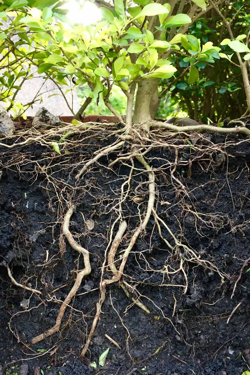 Una imagen vertical de cerca de una planta con la tierra removida alrededor de sus raíces para exponerlas al aire.