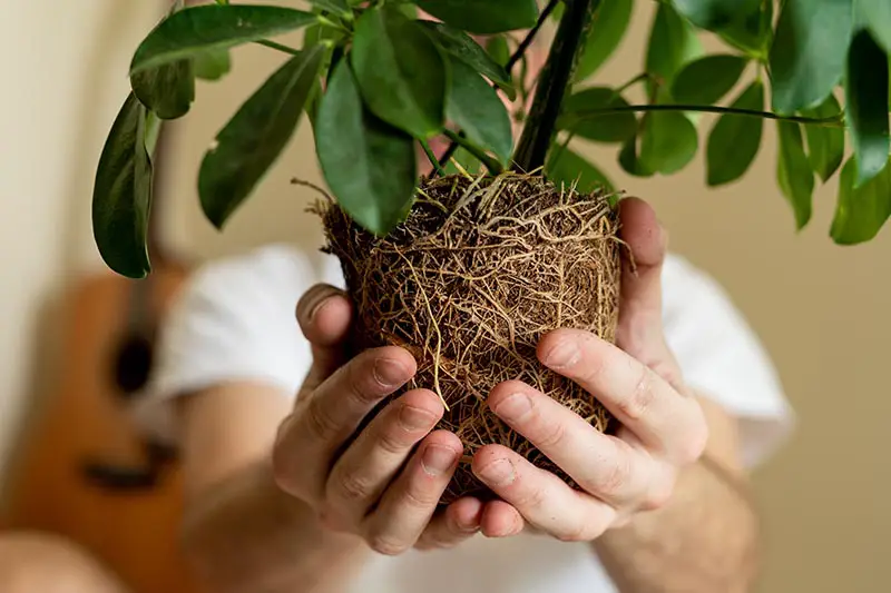 Una imagen horizontal de primer plano de dos manos sosteniendo un cepellón de una planta extraída de una maceta para replantarla.