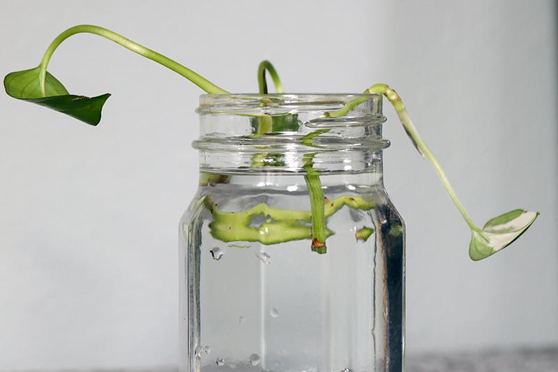 Una imagen horizontal de primer plano de esquejes de tallo que echan raíces en una jarra de agua representada sobre un fondo gris claro.