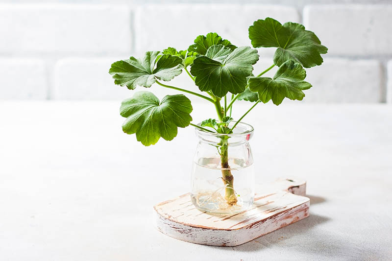 Una imagen horizontal de primer plano de una pequeña planta que crece en un vaso de agua sobre una superficie blanca con una pared de azulejos en el fondo.