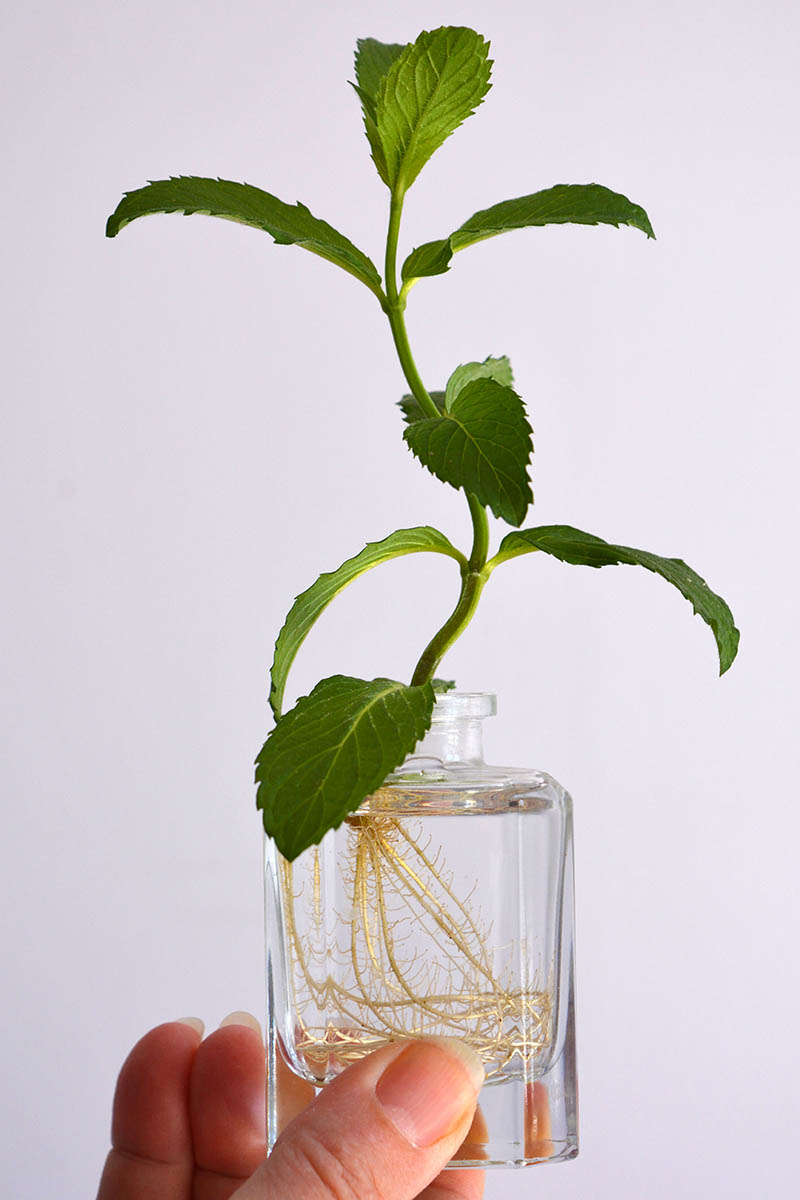 Una imagen vertical de una mano desde la parte inferior del marco sosteniendo un corte en un vaso de agua, sobre un fondo blanco.