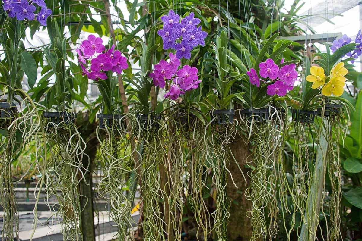 Una imagen horizontal de cerca de orquídeas que crecen en macetas colgantes al aire libre.