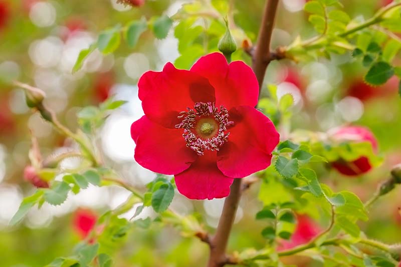 Una imagen horizontal de primer plano de una flor Rosa moyesii representada en un fondo de enfoque suave.