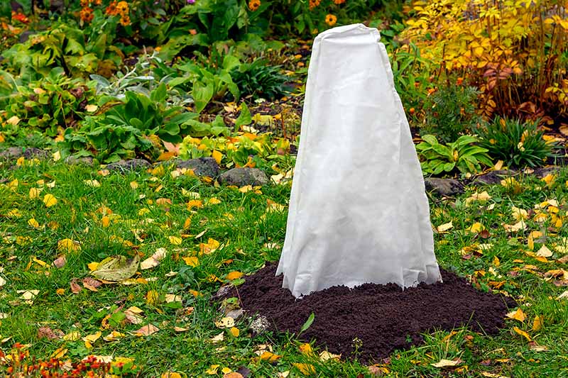 Una imagen horizontal de primer plano de un arbusto cubierto con un cono de tela y tierra amontonada alrededor de las raíces para protegerlo durante los meses de invierno.