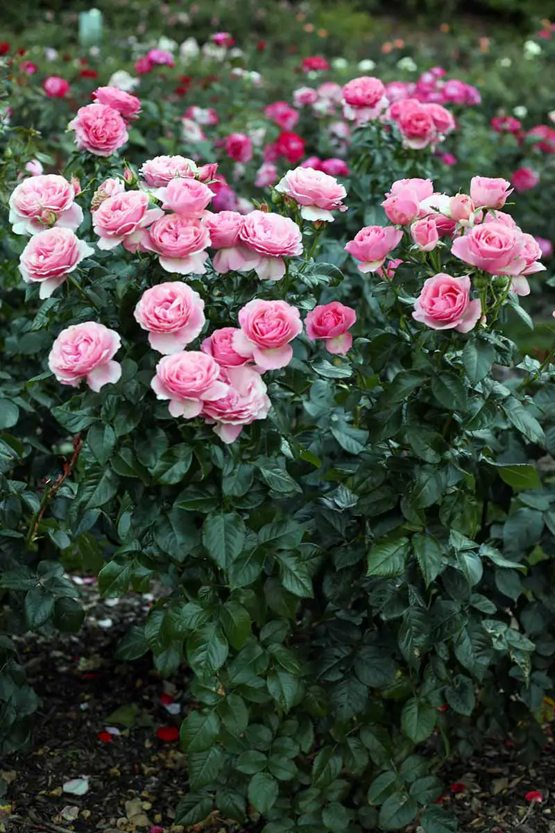 Una imagen vertical de cerca de un arbusto compacto con flores rosas brillantes que crecen en el jardín.