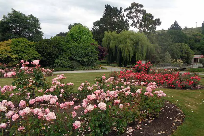 Una imagen horizontal de rosas que crecen en grandes jardineras con un camino de entrada y árboles en el fondo.
