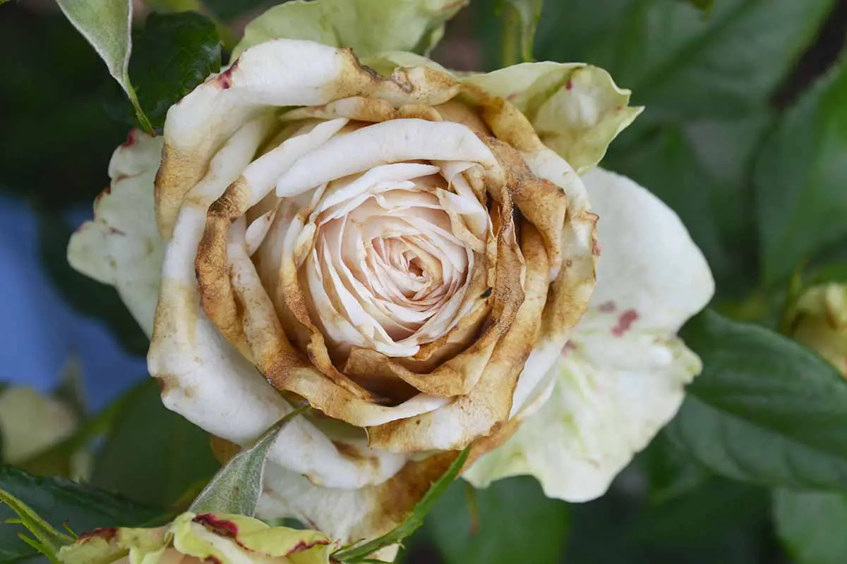 Una imagen horizontal de primer plano de una flor de rosa que sufre de una enfermedad representada en un fondo de enfoque suave.